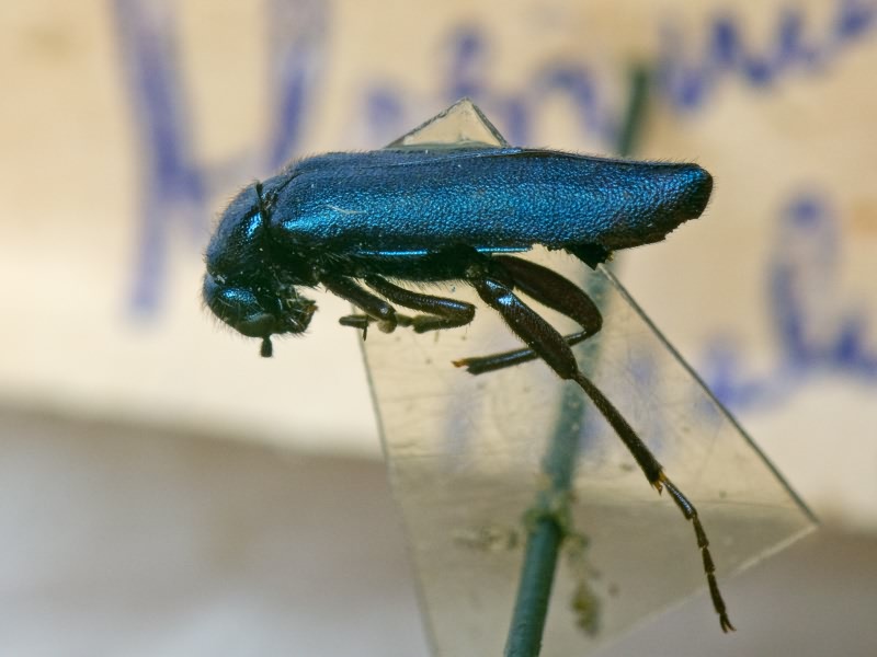 Alosimus chalybaeus (Tauscher, 1812)